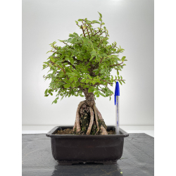 Zelkova nire I-6663