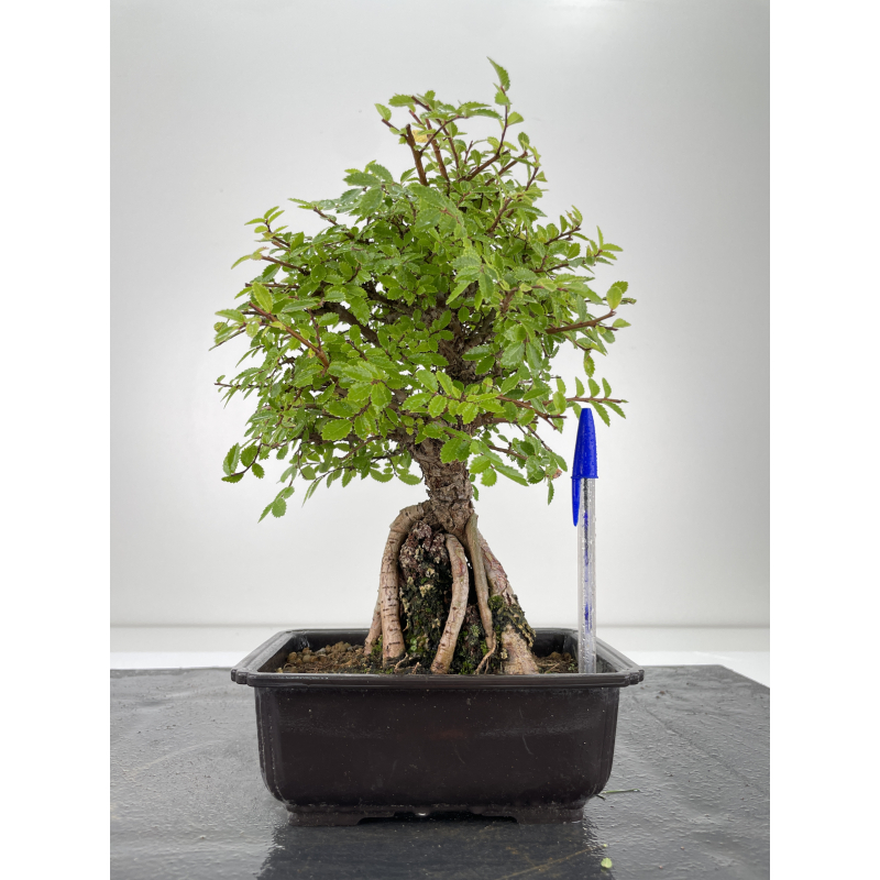 Zelkova nire I-6663