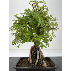 Zelkova nire I-6663 vista 2