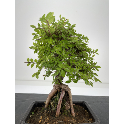 Zelkova nire I-6663 vista 3
