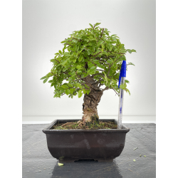 Zelkova nire I-6664