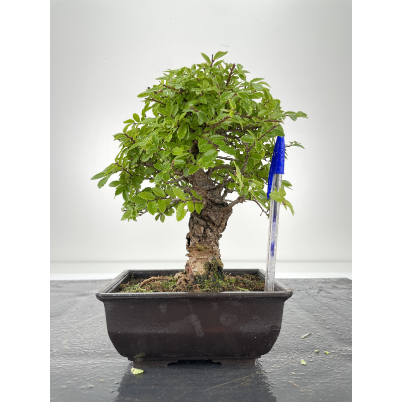 Zelkova nire I-6664