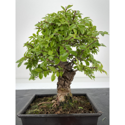 Zelkova nire I-6664 vista 2