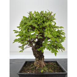 Zelkova nire I-6664 vista 3