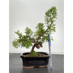 Juniperus chinensis itoigawa I-6666