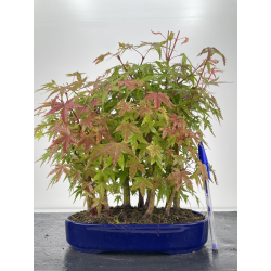 Acer palmatum yamamomiji I-6669