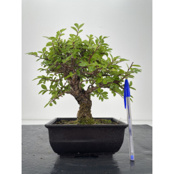 Zelkova nire I-6670