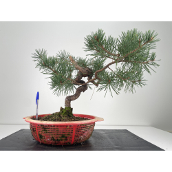 Pinus sylvestris I-6671