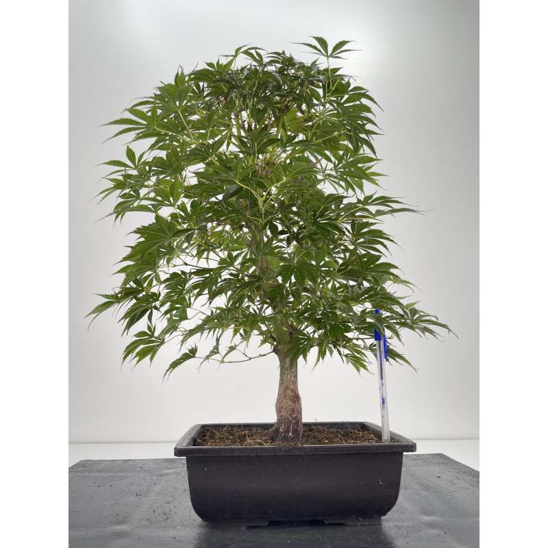 Acer palmatum oshu beni I-6672