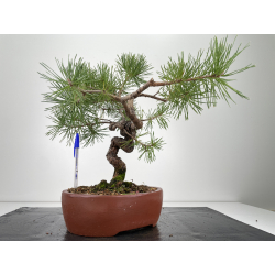 Pinus sylvestris -pino s- europeo- I-6674