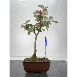 Elaeagnus pungens I-6675