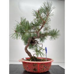 Pinus sylvestris -pino s- europeo- I-6678