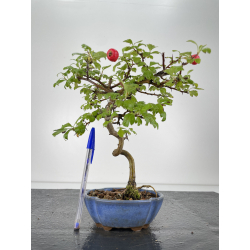 Crataegus cuneata (espino japonés) I-6680