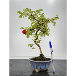 Crataegus cuneata -espino japonés- I-6681