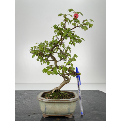 Crataegus cuneata -espino japonés- I-6682