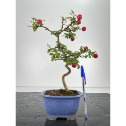 Crataegus cuneata -espino japonés- I-6686