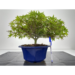 Acer palmatum kiyohime I-6684