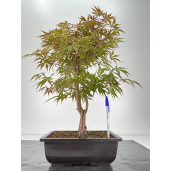 Acer palmatum beni kagami I-6685
