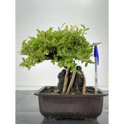 Zelkova nire I-6686