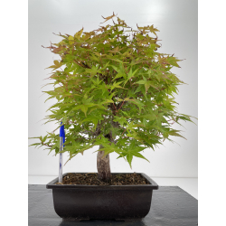 Acer palmatum yashio I-6687