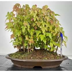 Acer buergerianum I-6690