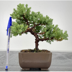 Juniperus procumbens nana -sonare-  I-6691