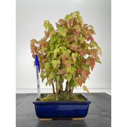 Acer buergerianum I-6692
