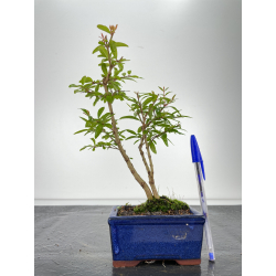 Punica granatum nana I-6693