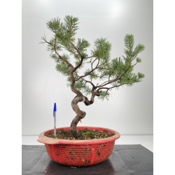 Pinus sylvestris -pino s- europeo- I-6695