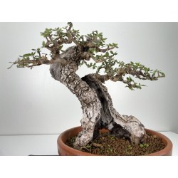 Olea europaea sylvestris -olivo acebuche- I-3769 vista 5