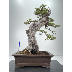 Olea europaea sylvestris I-4219