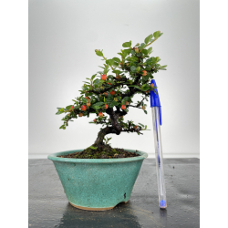 Cotoneaster I-6697