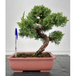Juniperus chinensis kishu I-6698