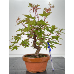 Acer palmatum deshojo I-6699