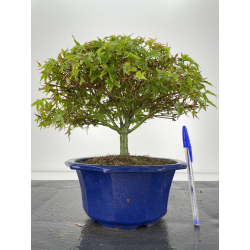 Acer palmatum kiyohime I-6700