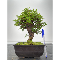Zelkova nire I-6701