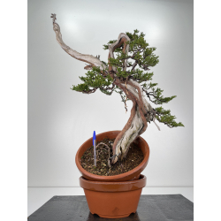 Juniperus sabina A00833