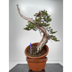 Juniperus sabina -sabina rastrera- A00833