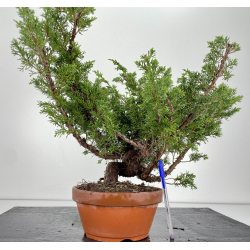 Juniperus chinensis itoigawa I-6702