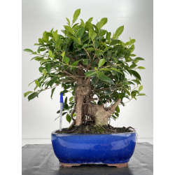 Ficus retusa I-6703