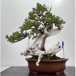 Juniperus sabina -sabina rastrera- A00424