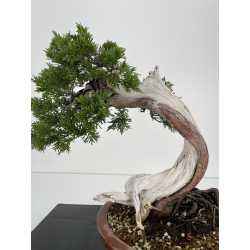 Juniperus sabina -sabina rastrera- A00806 vista 2