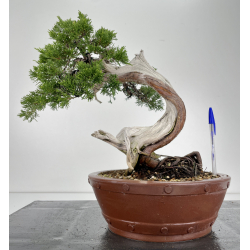 Juniperus sabina -sabina rastrera- A00806