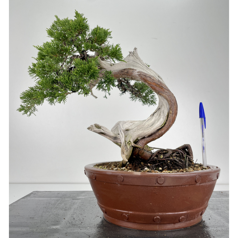 Juniperus sabina -sabina rastrera- A00806