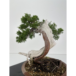 Juniperus sabina -sabina rastrera- A00806 vista 3
