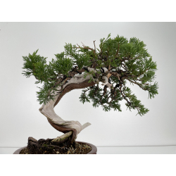 Juniperus sabina -sabina rastrera- A00806 vista 4