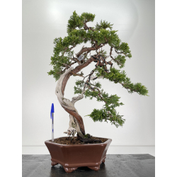 Juniperus sabina -sabina rastrera- A00764