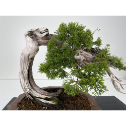 Juniperus sabina A00445 view 2