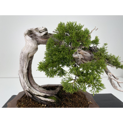 Juniperus sabina -sabina rastrera- A00445 vista 2