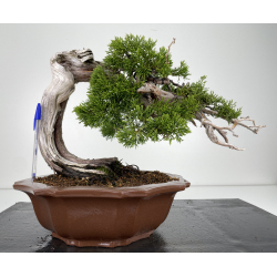 Juniperus sabina -sabina rastrera- A00445